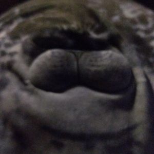 Ахмед Мурат