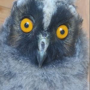 Симкин-Маркет